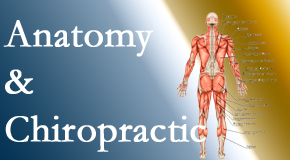 Old Mill Chiropractic proudly delivers chiropractic care based on knowledge of anatomy to diagnose and treat spine related pain.
