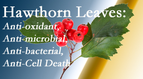 Old Mill Chiropractic presents new research regarding the flavonoids of the hawthorn tree leaves’ extract that are antioxidant, antibacterial, antimicrobial and anti-cell death.