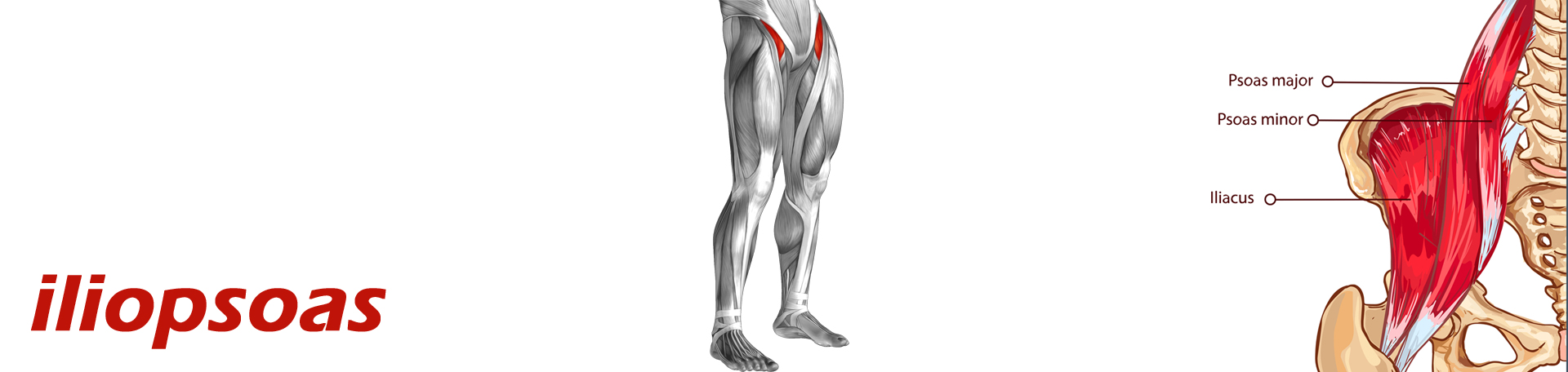 St Peters Back Pain and Iliopsoas Muscle Link