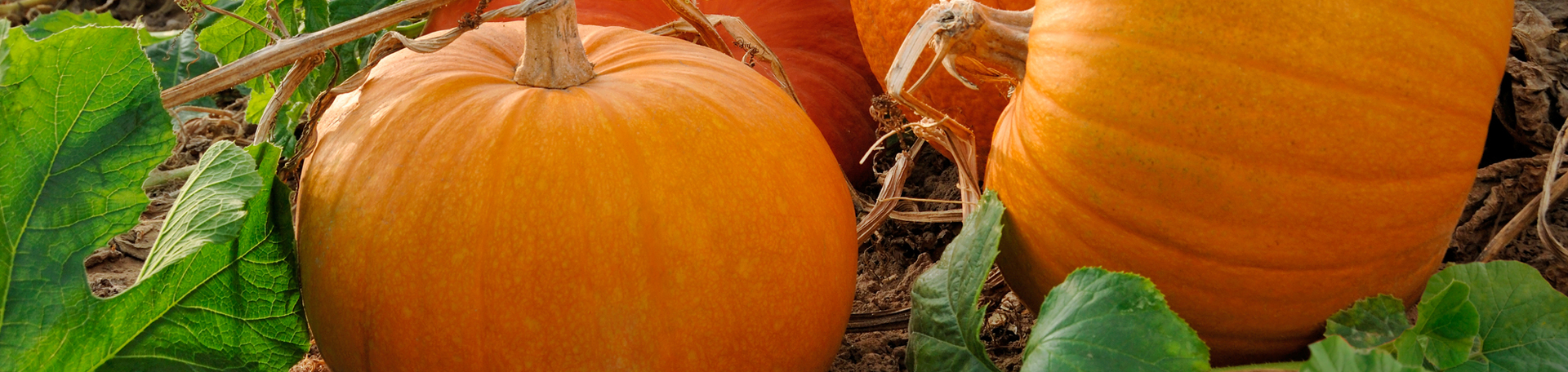 St Peters Pumpkin Leaves’ help for degenerated discs