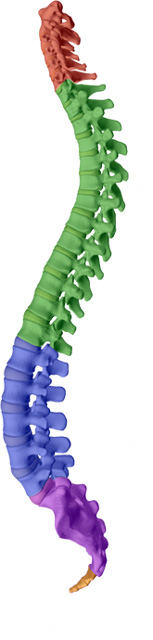 Old Mill Chiropractic aims to help maintain or attain a healthy spine with healthy discs with St Peters chiropractic care.